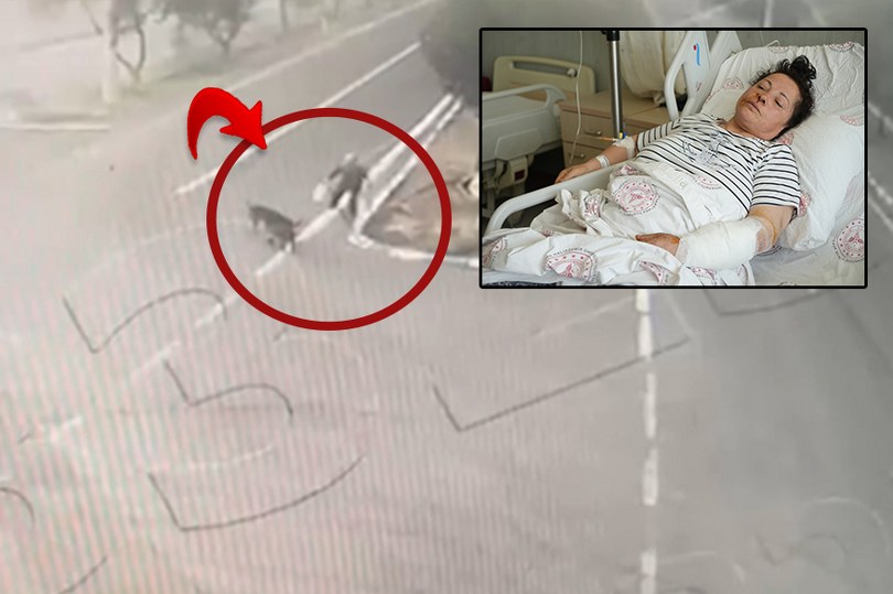 Niğde’de köpekler kadına saldırdı