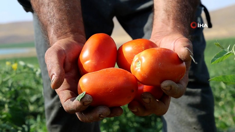3 bin dönüme domates eken üretici halka seslendi