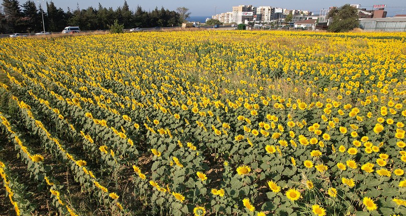 Büyükçekmece’de görsel şölen: Ayçiçek tarlaları yol kenarlarını sarıya boyadı
