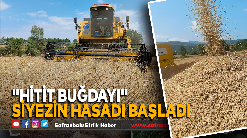 Kastamonu’da “Hitit Buğdayı” Siyezin Hasadı Başladı