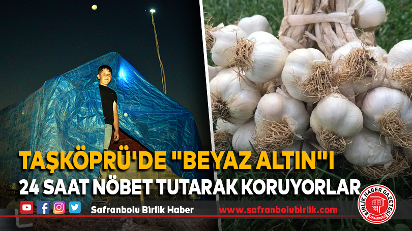 Taşköprü’de “Beyaz altın”ı 24 saat nöbet tutarak koruyorlar