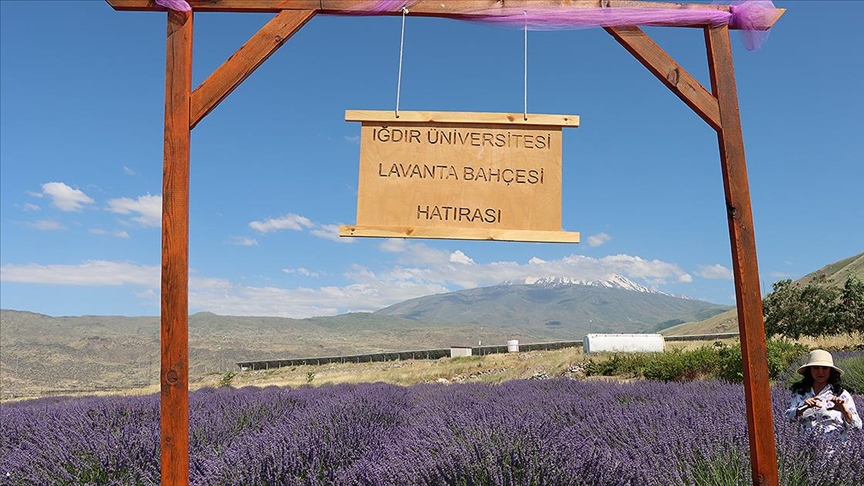 Çorak araziyi lavanta bahçesine dönüştüren üniversite temizlik malzemesi üretiyor