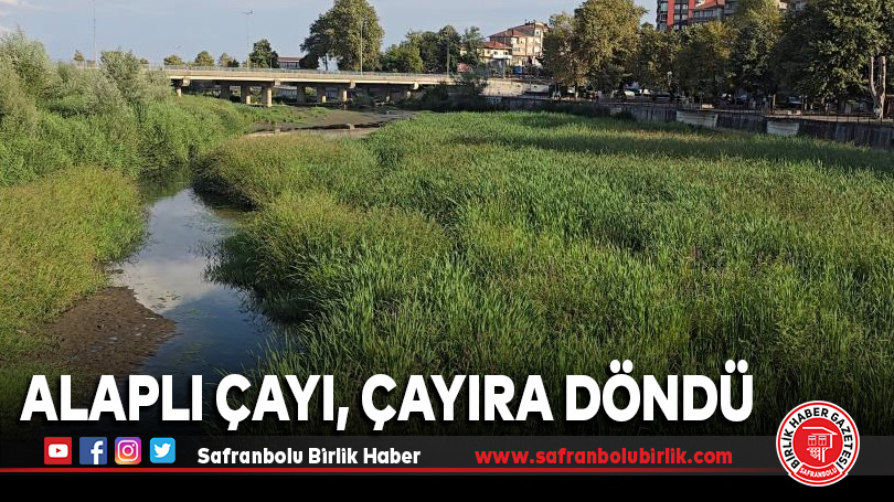 Alaplı çayı, çayıra döndü