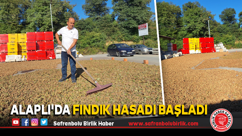 Alaplı’da Fındık Hasadı Başladı
