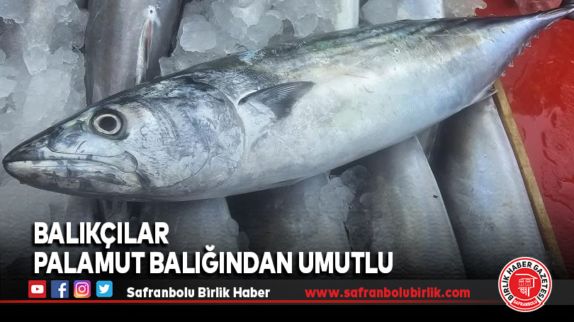 Balıkçılar palamut balığından umutlu