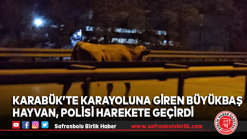 Ahırdan kaçan büyükbaş hayvan trafiği tehlikeye soktu