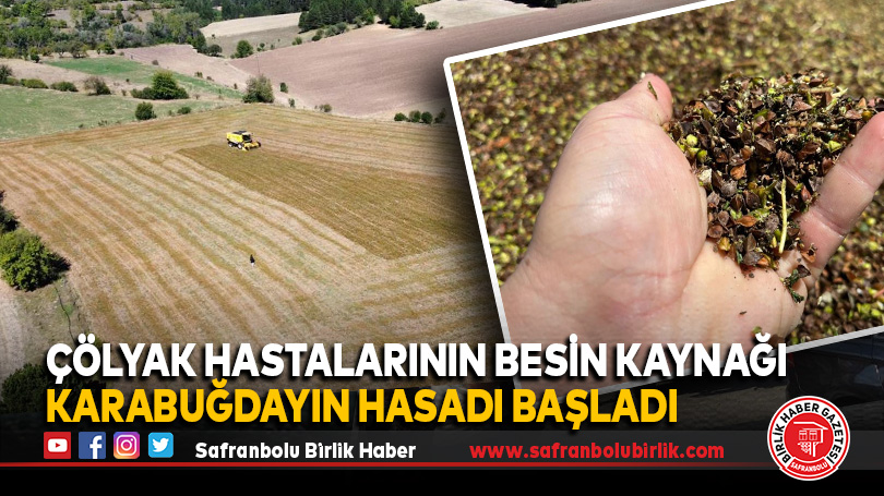 Çölyak hastalarının besin kaynağı karabuğdayın hasadı başladı