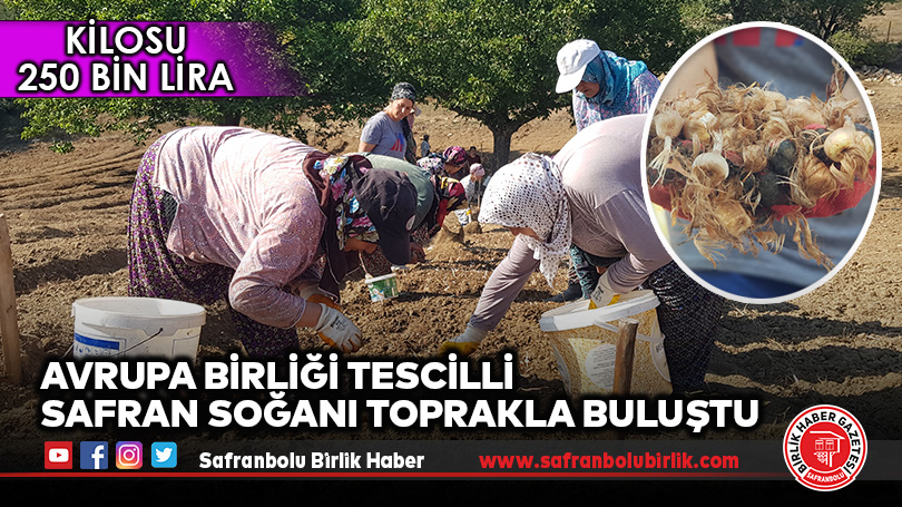 Avrupa Birliği Tescilli Safran Soğanı Toprakla Buluştu