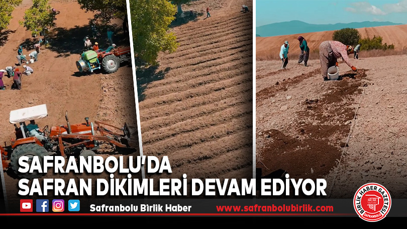 Safranbolu’da Safran Dikimleri Devam Ediyor
