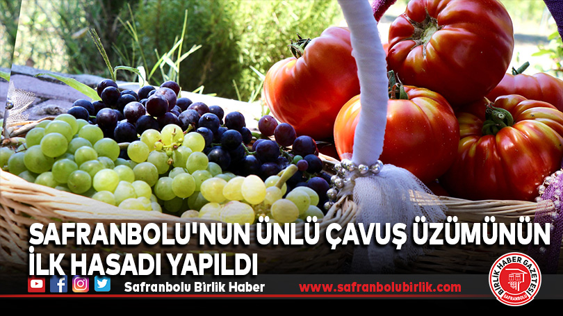 Safranbolu’nun Ünlü Çavuş Üzümünün İlk Hasadı Yapıldı