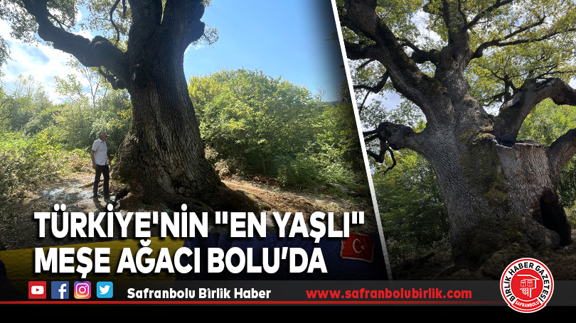 Türkiye’nin “en yaşlı” meşe ağacı 11 asrı aşkın süredir göğe uzanıyor