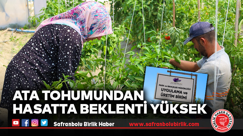 Ata tohumundan Hasatta Hedef Yüksek