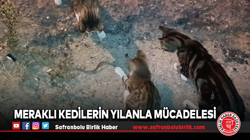 Meraklı Kedilerin Yılanla Mücadelesi