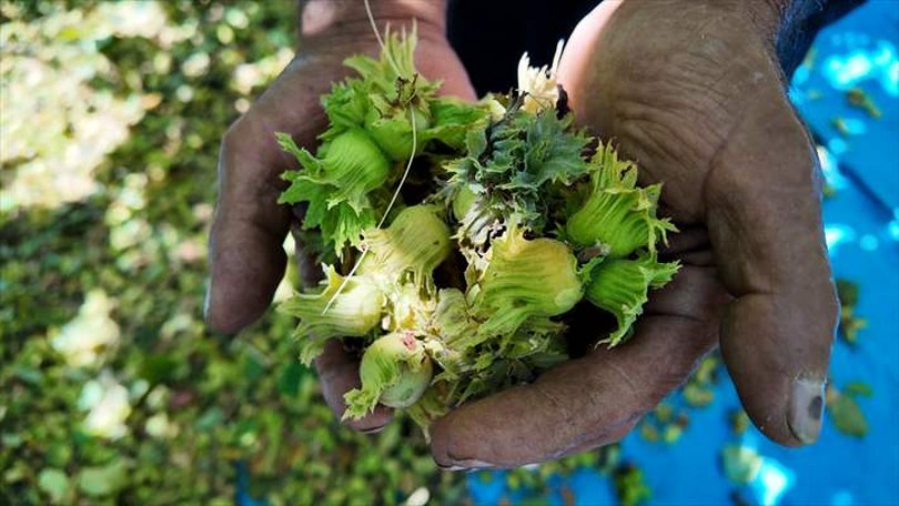 Bolu’da fındık hasadı başladı