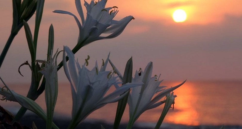 Cezası 387 bin TL: İlk kum zambakları çiçek açtı