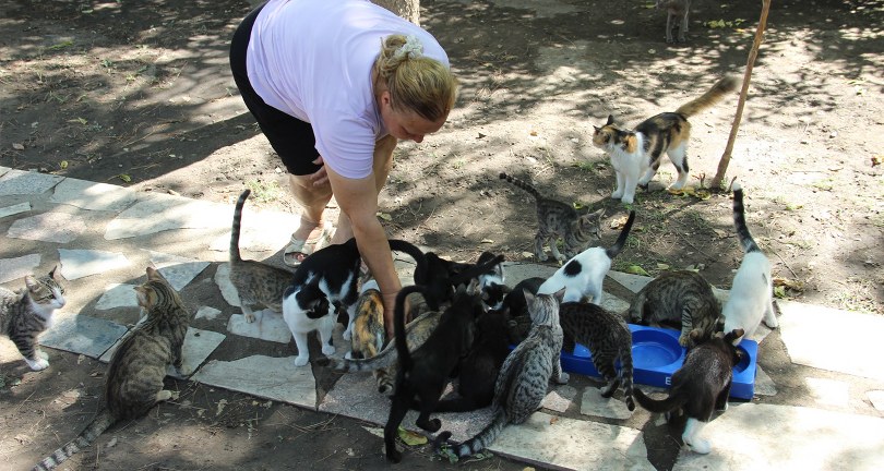 Bir sesine onlarca kedi koşuyor