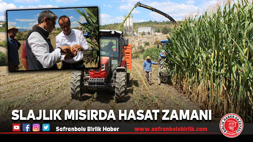 Slajlık Mısırda Hasat Zamanı
