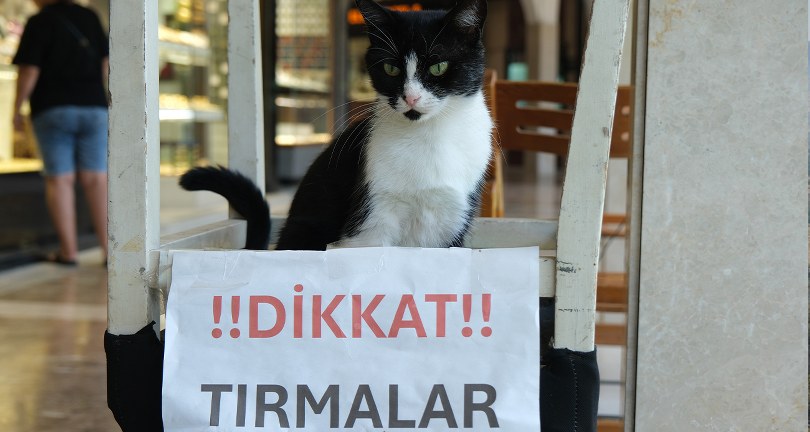 Asabi Kedi, Vatandaşlara ve Köpeklere Korku Salıyor