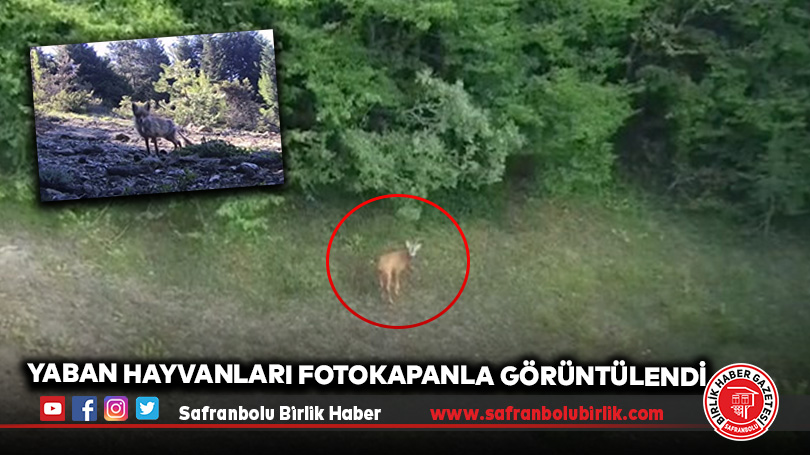 Yaban Hayvanları Fotokapanla Görüntülendi