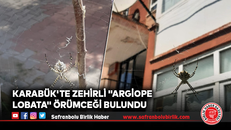 Karabük’te zehirli “argiope lobata” örümceği bulundu