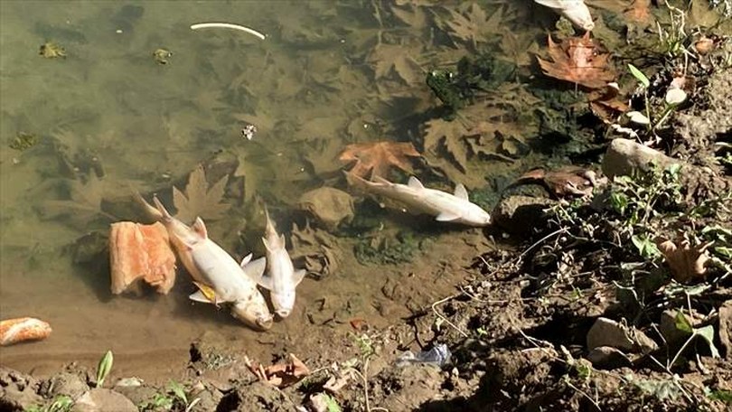 Bartın Irmağı’nda yaşanan balık ölümlerine ilişkin inceleme başlatıldı.