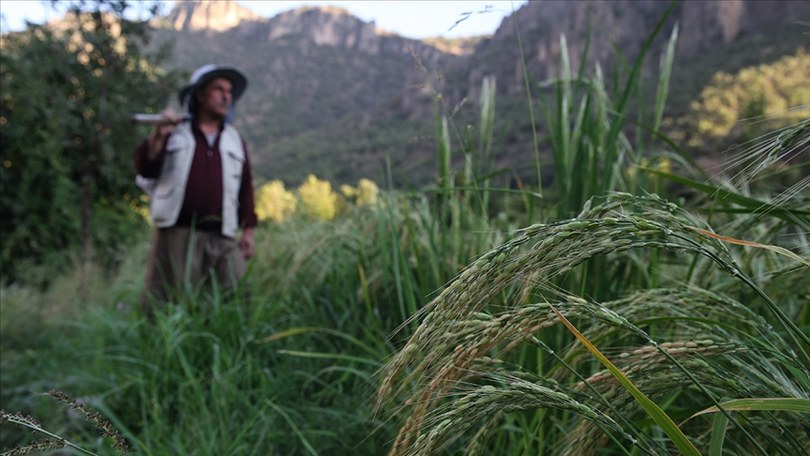 Çiftçilere tarımsal destek ödemesi yapıldı