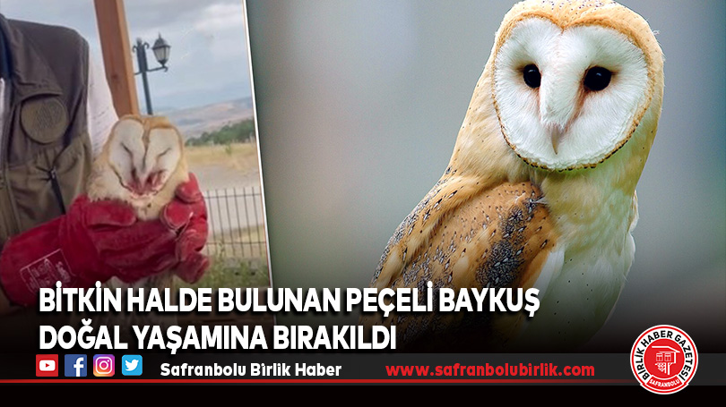 Karabük’te Bitkin Halde Bulunan Peçeli Baykuş Doğal Yaşamına Bırakıldı