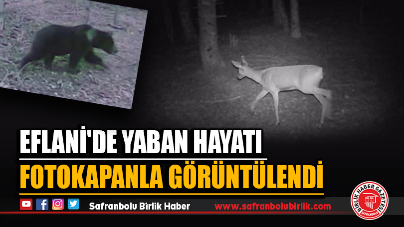 Eflani’de yaban hayatı fotokapanla görüntülendi