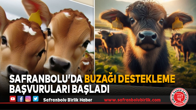Safranbolu İlçe Tarım ve Orman Müdürlüğü’nden Buzağı Destekleme Duyurusu