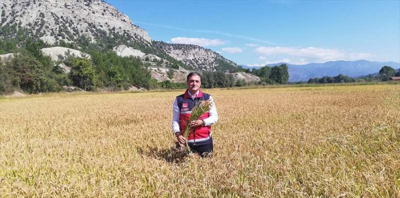 Hanönü’de çeltik hasadı dualarla başladı