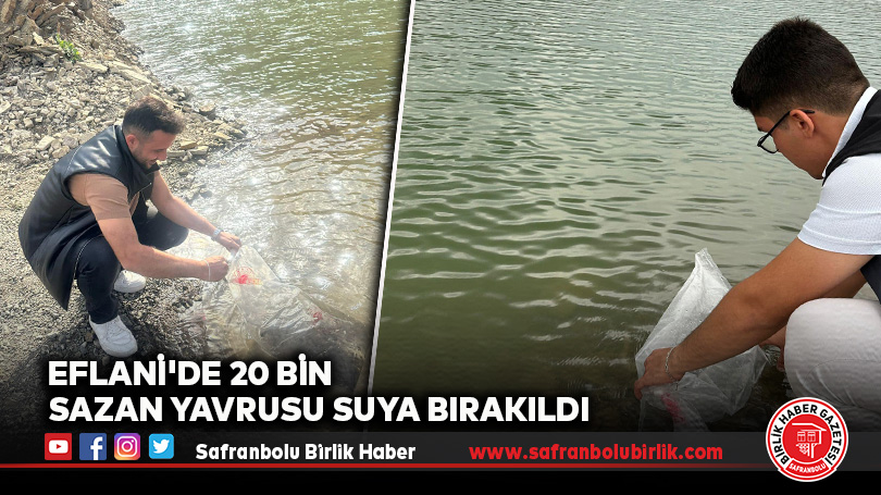 Eflani’de 20 Bin Sazan Yavrusu Suya Bırakıldı