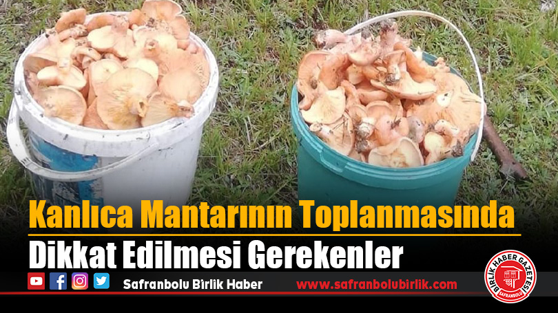 Kanlıca Mantarının Toplanmasında Dikkat Edilmesi Gerekenler
