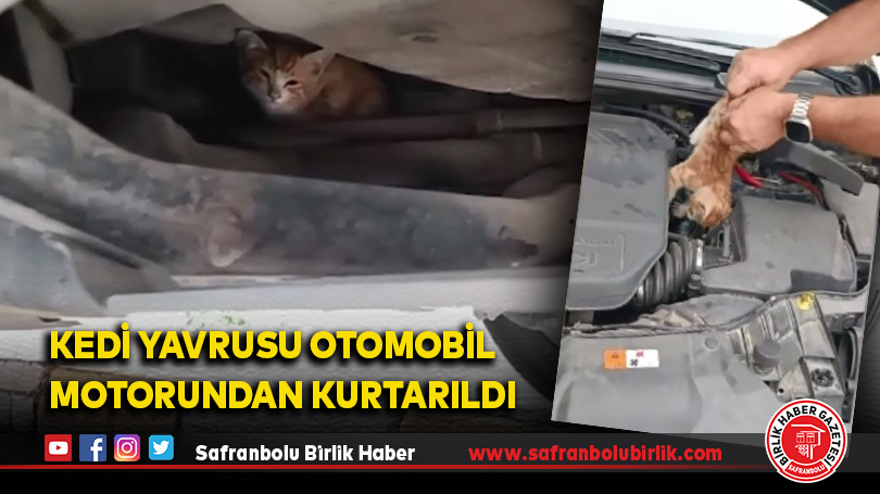 Kedi Yavrusu Otomobil Motorundan Kurtarıldı