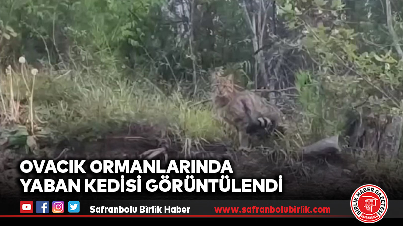 Ovacık Ormanlarında Yaban Kedisi Görüntülendi