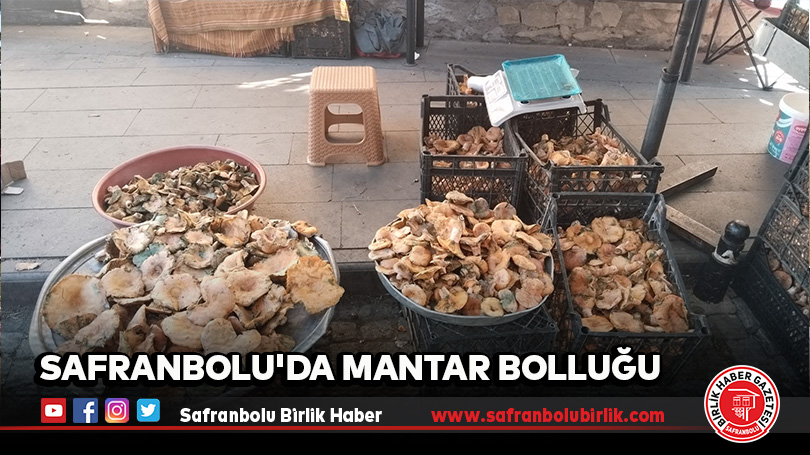 Safranbolu’da Mantar Bolluğu