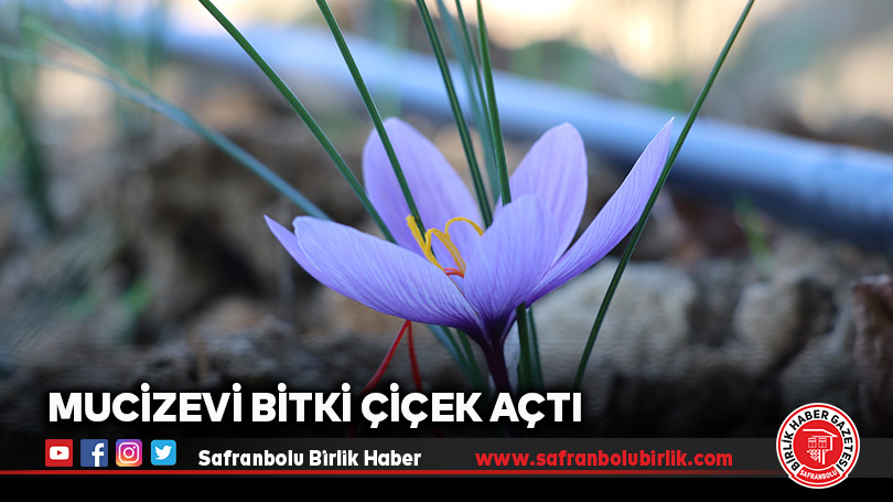 Mucizevi Bitki Çiçek Açtı