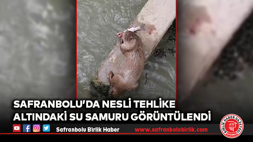 Safranbolu’da Nesli Tehlike Altındaki Su Samuru Görüntülendi