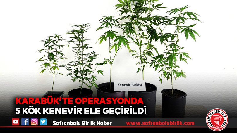 Jandarma’dan Uyuşturucu Operasyonu: 5 Kök Kenevir Ele Geçirildi
