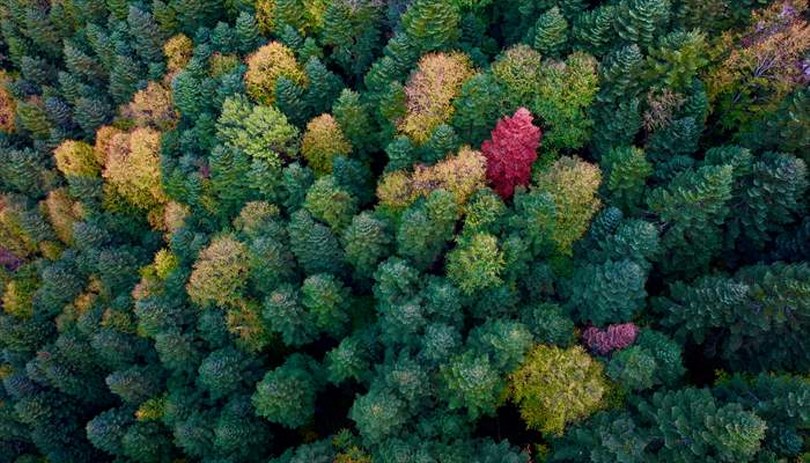 Yedigöller Milli Parkı, Sonbaharın Güzelliğiyle Doğa Tutkunlarını Büyülüyor