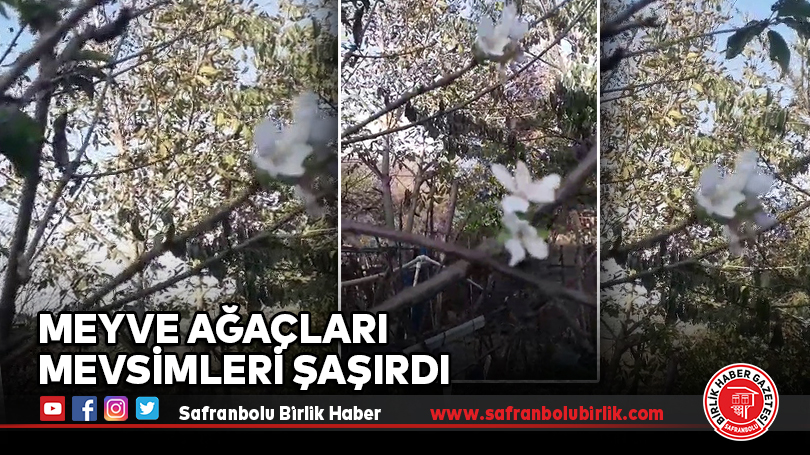 Meyve Ağaçları Mevsimleri Şaşırdı