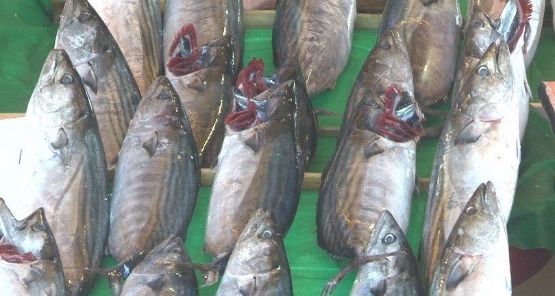 Balık tezgahlarında son 3-4 senenin en bol palamut sezonu yaşanıyor