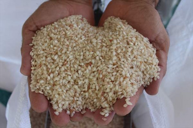 Tosya’da yeni sezon pirinçler satışa sunuldu