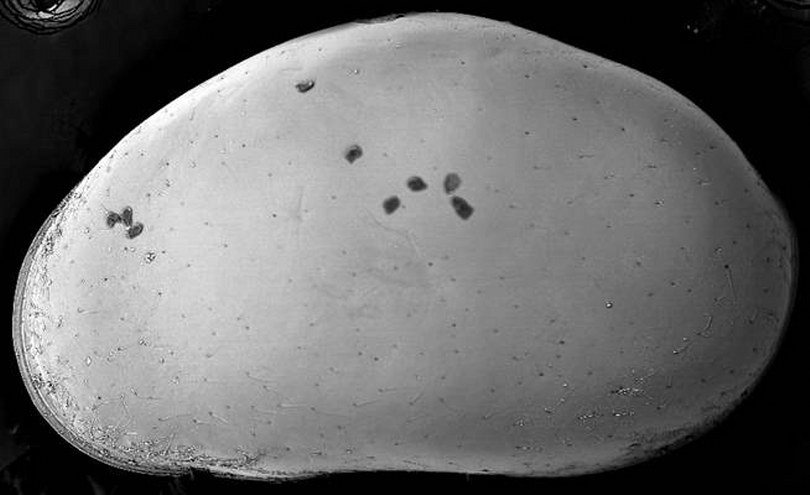 KKTC’de keşfedilen 2 yeni canlı türünden birine Rauf Denktaş’ın ismi verildi