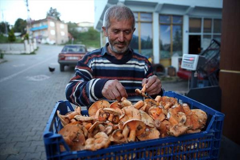 Kastamonu’da doğadan toplanan mantarlar Avrupa sofralarına lezzet katıyor