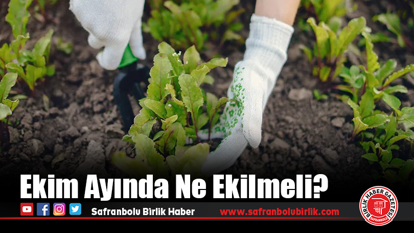 Karabük İl Tarım ve Orman Müdürlüğü’nden Ekim Ayı İçin Sebze Dikim Önerileri