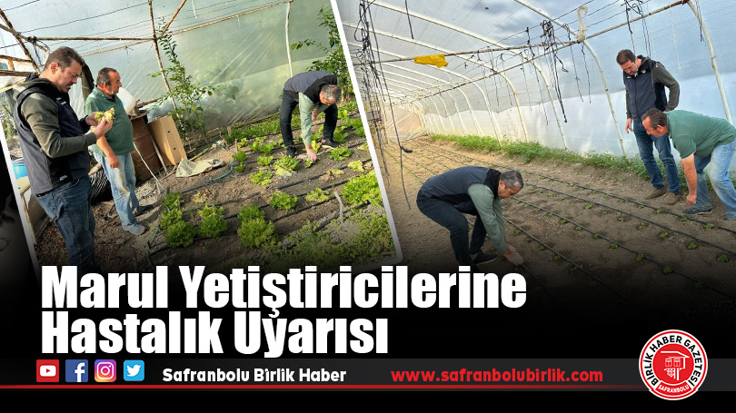 Marul Yetiştiricilerine Hastalık Uyarısı