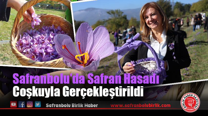 Safranbolu’da Safran Hasadı Coşkuyla Gerçekleştirildi