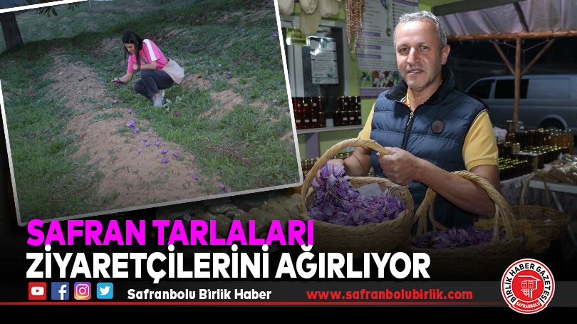 Safran tarlaları ziyaretçilerini ağırlıyor