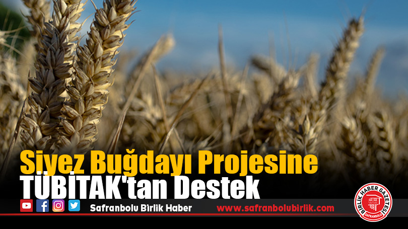 Siyez Buğdayı Projesine TÜBİTAK’tan Destek