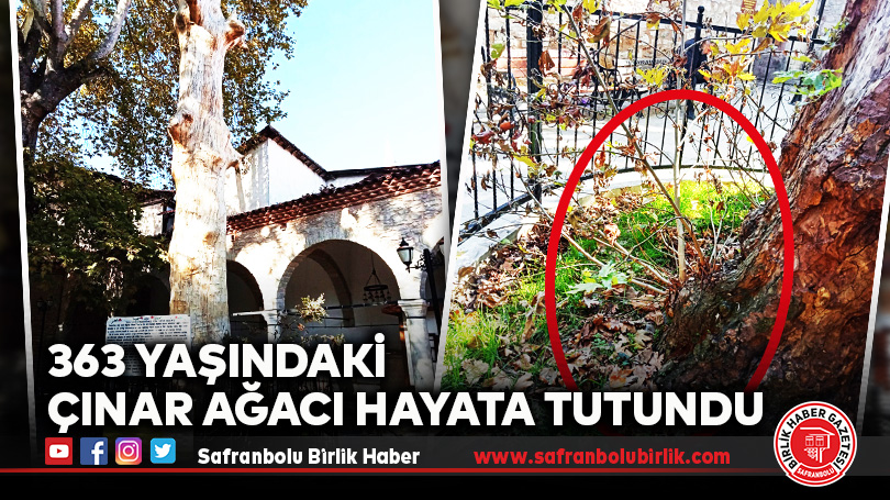 363 YAŞINDAKİ ÇINAR AĞACI HAYATA TUTUNDU